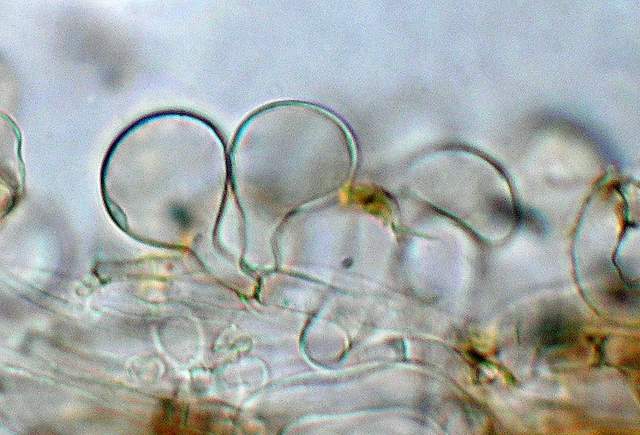 Psathyrella laevissima     (Romagn.)     Singer
